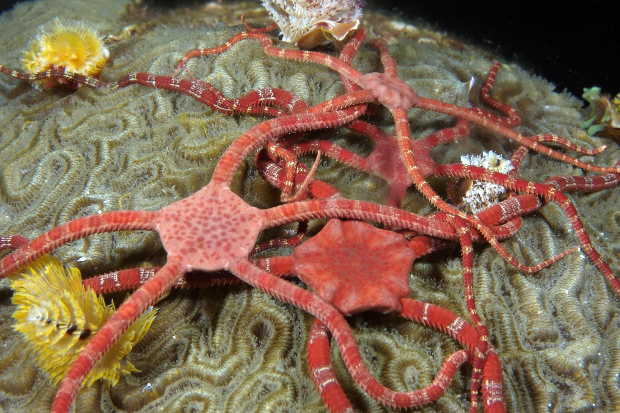Ruby Brittle Star